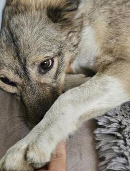 verkuschelte Lupita sucht Zuhause - Siggelkow