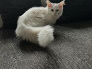 Maine Coon - Bleicherode