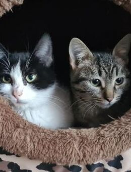 💓 Katzenpärchen Malo und Elliot💓 - Eislingen (Fils)