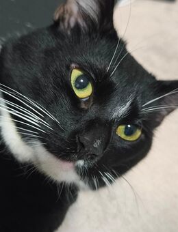 Liebevoller und verschmuster Kater abzugeben 😥 - Oberhausen