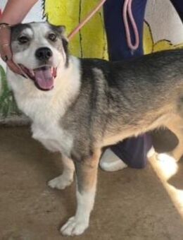 Sportliche Nala sucht ihre Familie ! - Schlitz