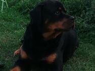 Deckrüde Rottweiler "Franz " erfahren & gesund - Gotha