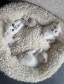 BKH Kitten suchen ein liebevolles zu Hause - Laatzen Zentrum