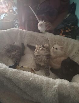 Perserkatzen - Kraichtal