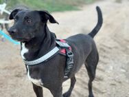 Charly2; Traumhund und Katzenfreund - Geilenkirchen