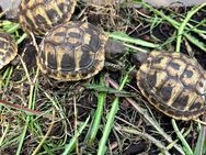 Testudo hermanni hermanni /Deutsche Nachzuchten 2023/ Griechische Landschildkröten - Lüneburg