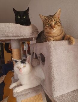 3 katzen jungs zu vergeben - Aspach