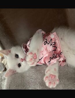 Süßes weißes Kater-Kitten sucht liebevolles Zuhause - Dortmund Hangeney