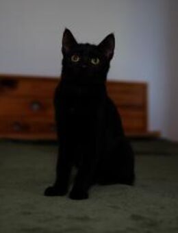 Katzenkind AMAYA sucht ihr Zuhause! - Berlin