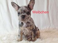 Französische Bulldogge Welpen - Epfenbach