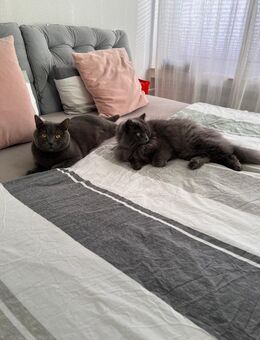 Zwei liebevolle BKH & BLH Katzen suchen ein neues Zuhause - Eschweiler Zentrum