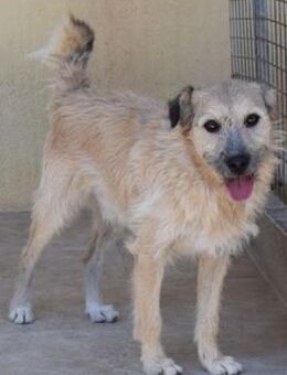 Trico, anhänglich sucht seine Familie0, - Niedereschach