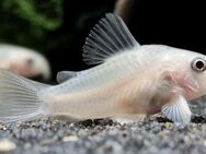 Corydoras Panda Snow White - Pandapanzerwels "Snow white" - Sulingen Zentrum