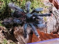 Avicularia metallica 0.1 subadult ,weibchen - Lübtheen Zentrum