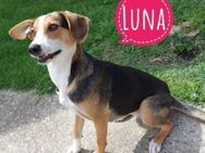 Luna eine Kinder freundliche Hündin - Mannheim