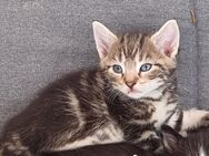 Kater Baby ca. 2 Monate alt sucht neue Zuhause - Dornstadt