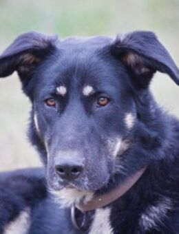 Oszkár von kettenlos - Bollingstedt