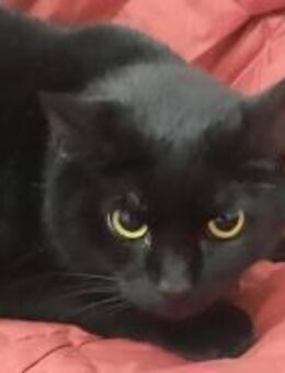 Schönheit Shaylin sucht ihr Zuhause - München