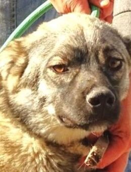 NODI wartet mit gepacktem Koffer - Gefrees