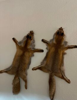 Fuchsfelle - Bautzen