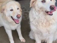 LUNA & SASHA - einfach abgegeben! - Marienfließ