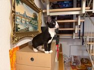 Katzen Babys - Backnang