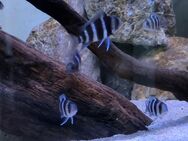 Frontosa Blue Zaire Nachzuchten - Mönchengladbach