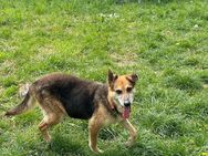 Wer schenkt Cora einen Gnadenplatz? - Leipzig