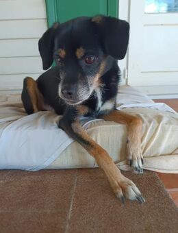 Boby Gnadenplatz Alb - Ludwigshafen (Rhein)