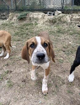 John - Freundlicher Junghund - Berlin