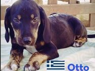 Otto, 01/25 Schlappohr sucht Familie - Heppenheim (Bergstraße)