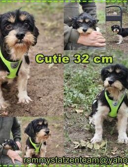 Cutie - ein zartes sensibles Hundemädel - Schafflund
