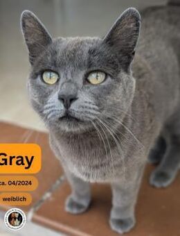 GRAY, w., kastr., EKH, grau - Sipplingen