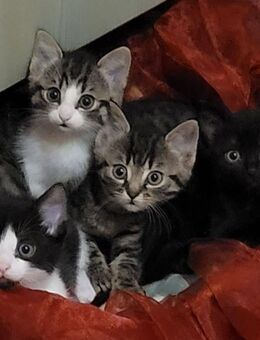 Norweger Waldkatzen Mischlings-Kätzchen - Ebersbach (Fils)