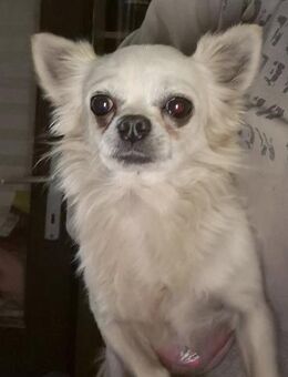 🐾 Bence ein kleiner langhaar Chihuahu - Kassel