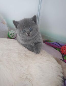 BKH Kitten - Nördlingen