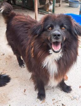 Merkur Funkelnder Stern - Obertshausen
