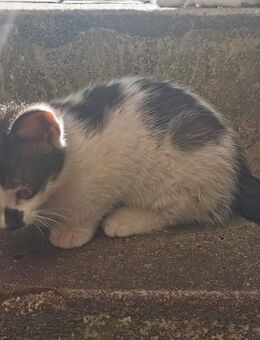 🐾Mai-Kitten aus liebevollem Zuhause suchen ein neues Heim 🐾 - Magdeburg