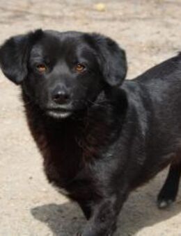 Shorty- kleiner Hund mit großem Herz - Celle