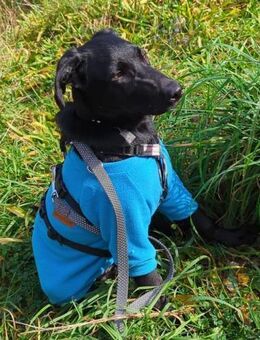 Twinki wartet auf sein Für-Immer-Zuhause - Grevenbroich