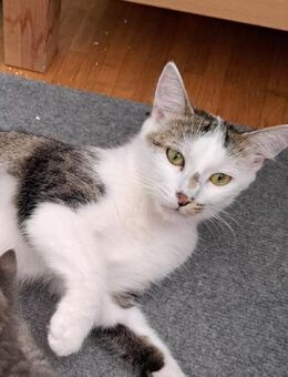 Zauberhafte Mia sucht Kuschelplatz für k - Walluf