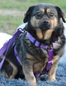 Sandy sucht ein zu Hause mit Herz... - Hagen (Stadt der FernUniversität)