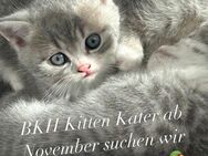 BKH Kitten Kater - Büdingen