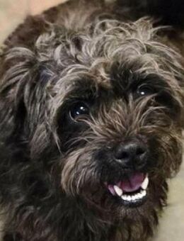 Wer gibt GINA ein Zuhause - Gefrees