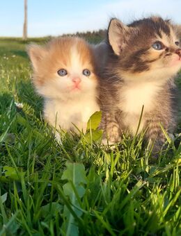 Katze, Hauskatze, Babykatze, Katzenbaby, Kitten - Leutkirch (Allgäu)