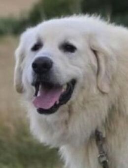 Traumhund LEON 2 - Gefrees