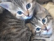 Junge Katzen - Mörschbach