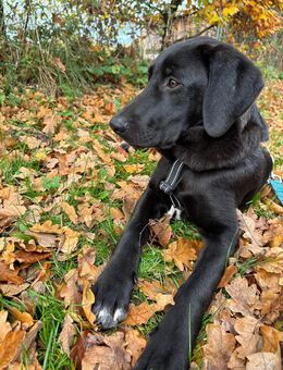 Unser sehr verschmuster Labradormischlingsrüde ca 45 cm groß, 5.Monate alt - Hohe Börde