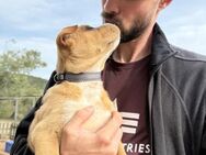 Bezaubenrde AMBER 🐕💞 - Völklingen