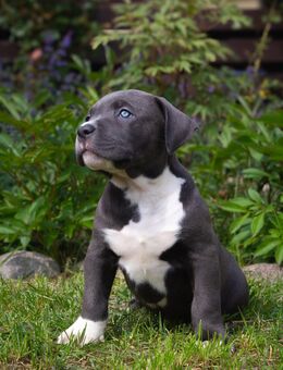 American bully xl - Krempdorf